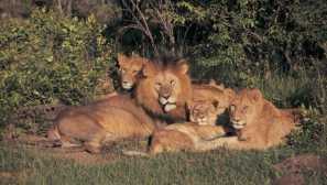 Zakaj imajo lions mane, drugi pa nimajo mačjega?